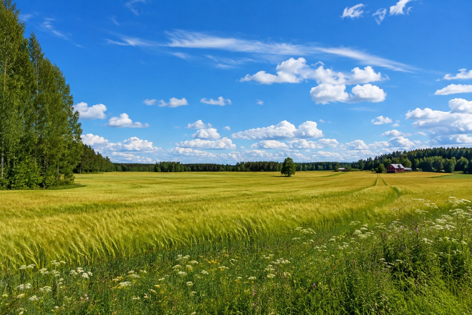Finnish summer field
